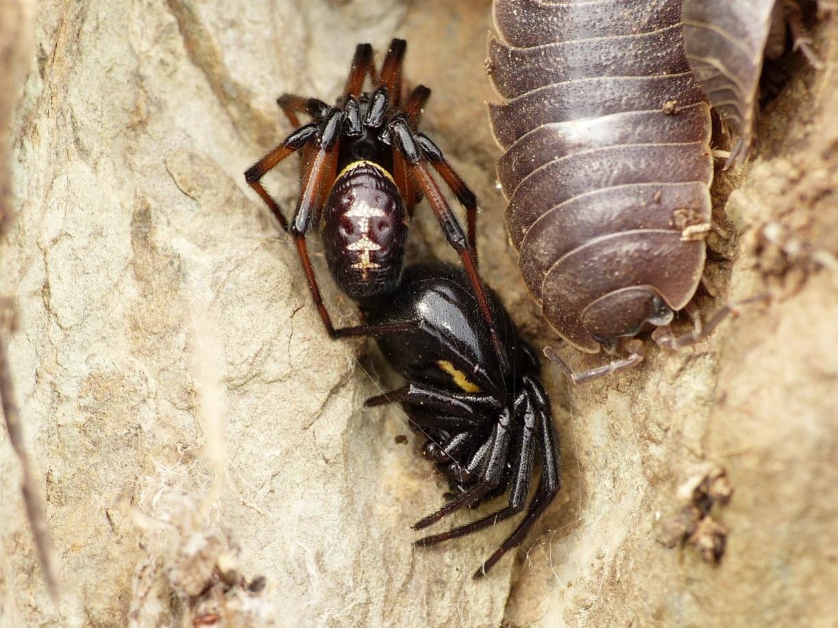 Coppie di Steatoda paykulliana - Tolfa (RM)